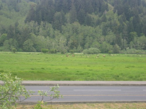 Moose herd