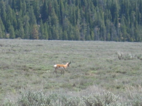 Pronghorn Antelope