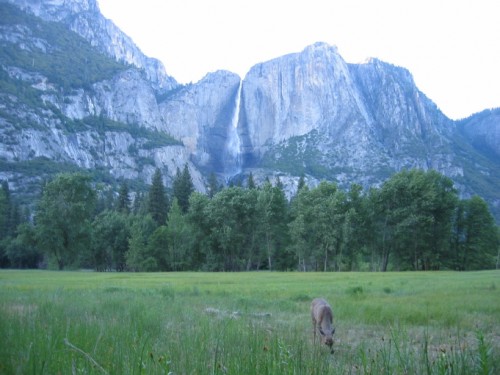 Deer feeding near Yosemite Falls